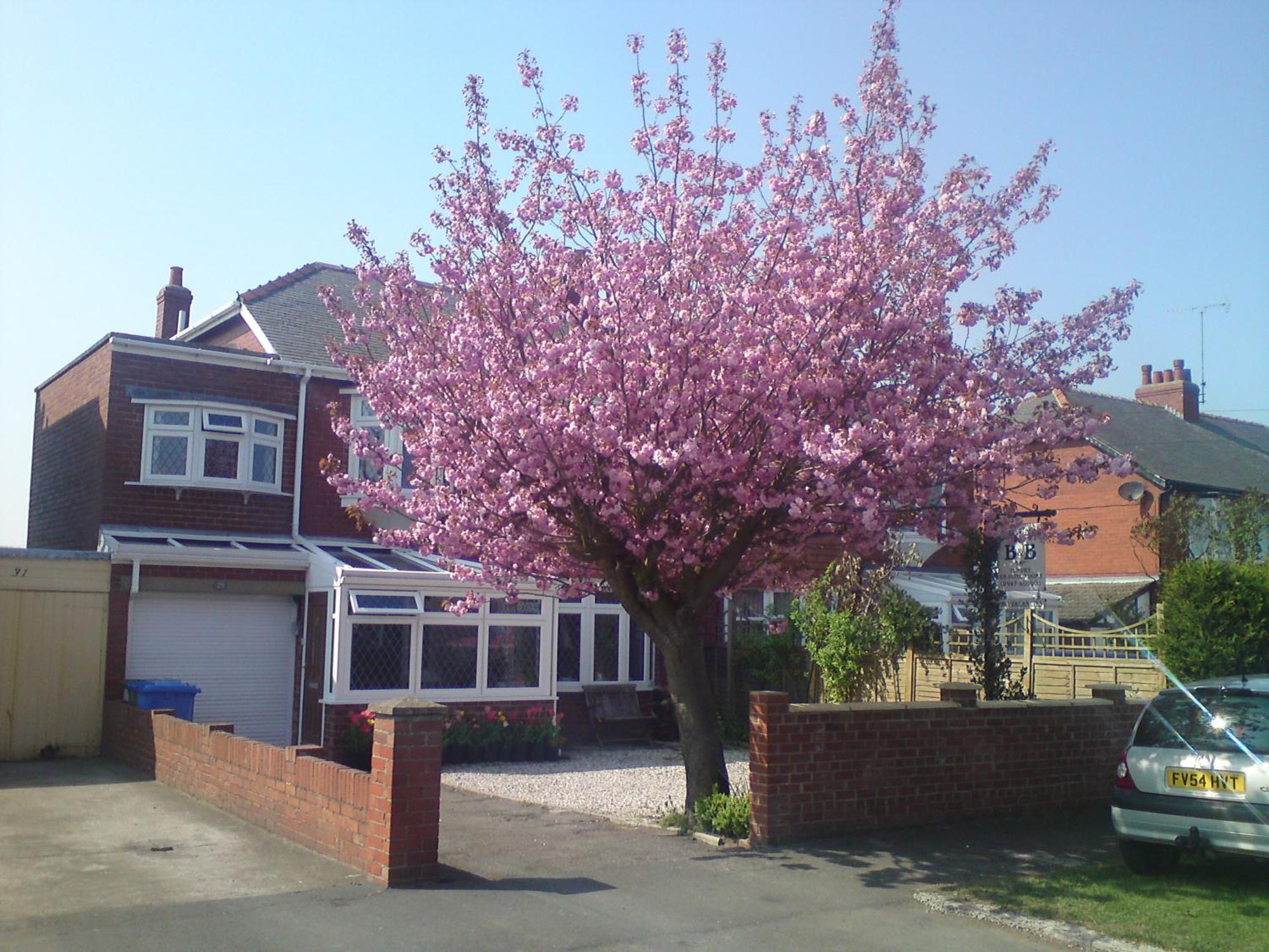 Cherry Blossom Guest House Whitby Exteriör bild